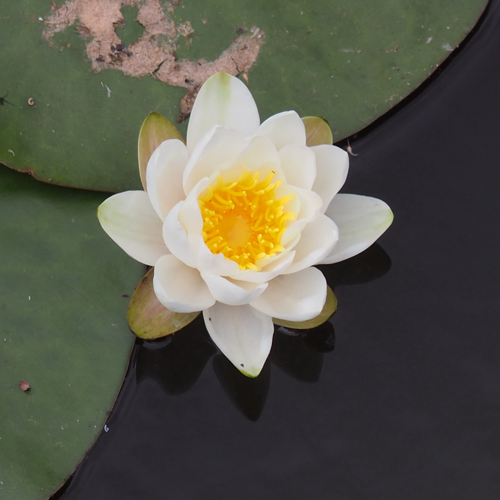 lotus uit de modder