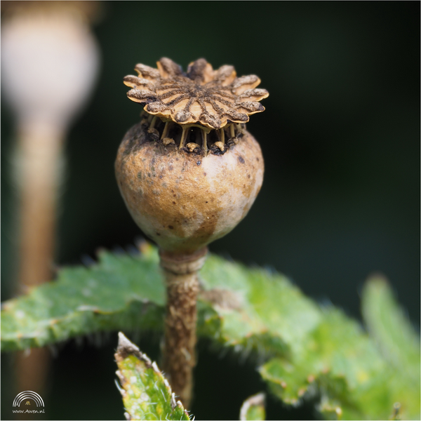 Papaver zaaddoos