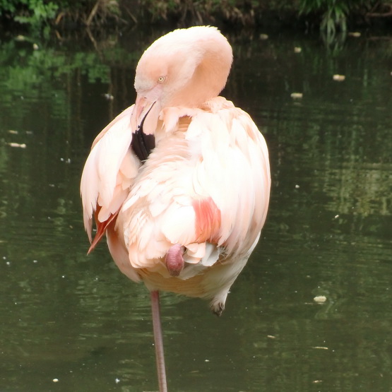 Flamingoroze
